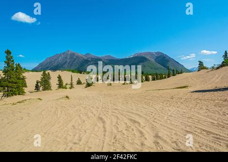 Canada, Yukon, désert de Carcross, dunes Banque D'Images