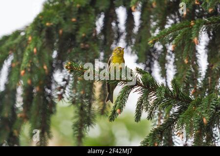 oiseau jaune sur une branche d'arbre Banque D'Images