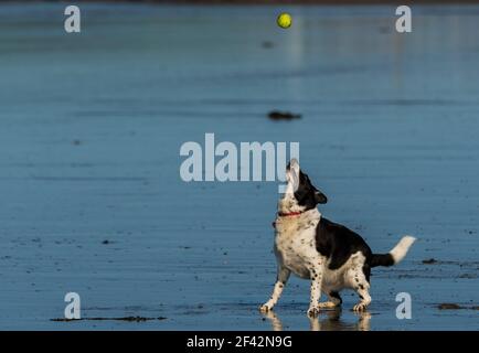 Un chien noir et blanc qui se fait une balle de tennis sur une plage humide. Chien est une bordure collie. Obturateur rapide pour geler l'action. Banque D'Images