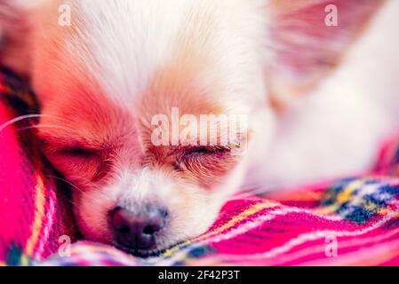 petit chiot chihuahua blanc avec pattes pliées et dormant sur une couverture rouge. Doux rêve. Chihuahua Banque D'Images