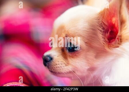 chien. Un mignon petit chiot chihuahua blanc avec des pattes pliées et dormant sur une couverture rouge. Profil de chien Banque D'Images