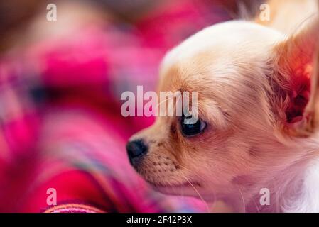 Un mignon petit chiot chihuahua blanc avec des pattes pliées et dormant sur une couverture rouge. Profil de chien Banque D'Images