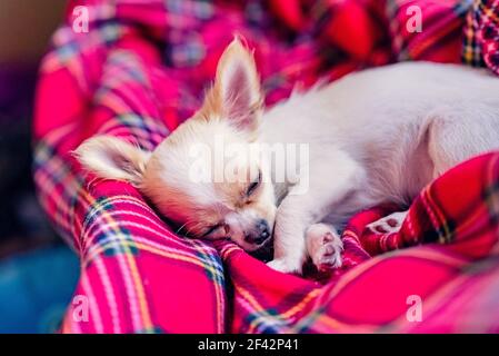 Un mignon petit chiot chihuahua blanc avec des pattes pliées et dormant sur une couverture rouge. Animaux de compagnie Banque D'Images