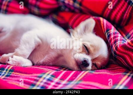 petit chiot chihuahua blanc avec pattes pliées et dormant sur une couverture rouge. rêve. Chihuahua Banque D'Images