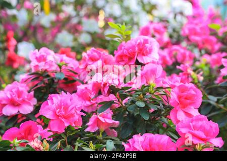 Fleurs azalées roses en pleine fleur. Rhododendron fleurir dans le jardin tropical. Banque D'Images