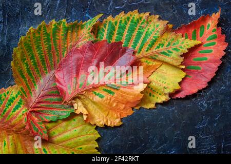 Plusieurs feuilles multicolores lumineuses de différents arbres rapprochent sur fond sombre. Paysage d'automne pittoresque Banque D'Images
