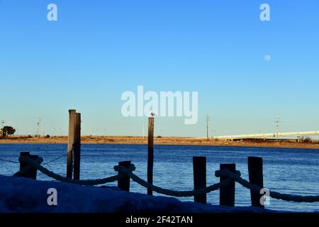 Une scène saisissante d'un perlan perché au sommet d'un quai amarré avec un ciel bleu vif et un minuscule moon.in plein une marina. Banque D'Images