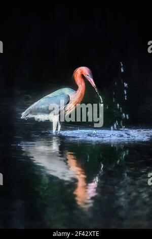 Amérique du Nord; États-Unis; Floride; Everglades; oiseaux; Oiseau à gué; Egret rougeâtre; Egretta rufescens Banque D'Images