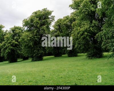 Parc et un groupe d'arbres à Linn Park, Glasgow, Écosse, Royaume-Uni. Banque D'Images