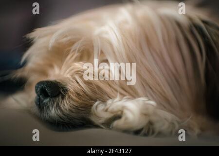 gros plan sur le nez du petit chien terrier Banque D'Images
