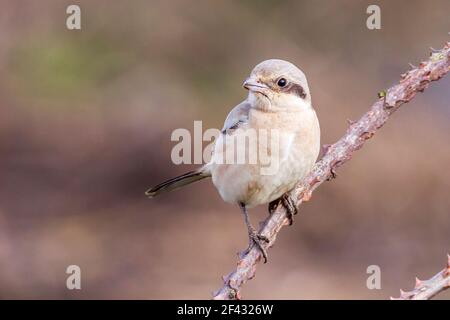 Crevettes grises de steppe ou grande crevette grise, Lanius excubitor pallidirostris, oiseau juvénile perché sur la végétation, Norfolk, Royaume-Uni Banque D'Images