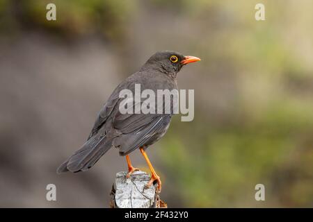 Grande muguet, Turdus fuscuter, adulte perché sur la poste, Equateur Banque D'Images