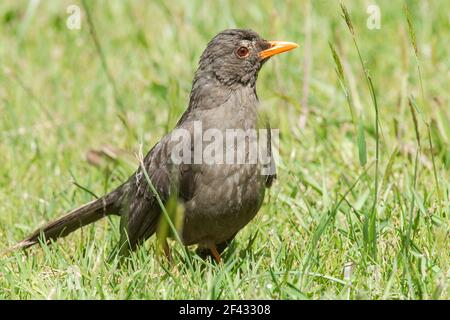 Grande muguet, Turdus fuscuse, adulte perché sur terre, Equateur Banque D'Images