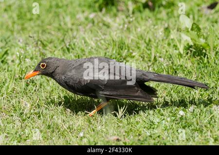 Grande muguet, Turdus fuscuse, adulte perché sur terre, Equateur Banque D'Images