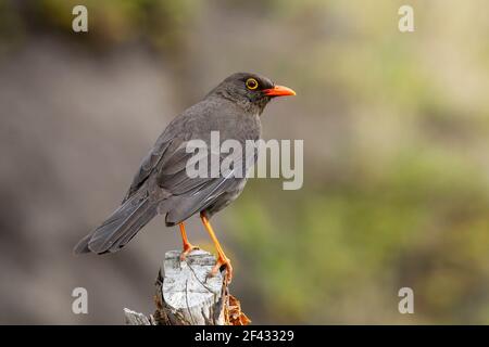 Grande muguet, Turdus fuscuter, adulte perché sur la poste, Equateur Banque D'Images