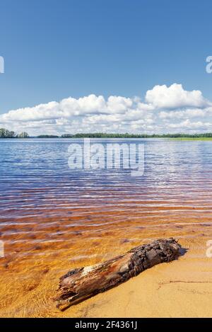 Un plan vertical d'un bois de grève sur la rive du lac Kallavesi en somme Banque D'Images