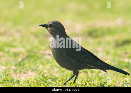 Femme de Brewer's blackbird (Euphagus cyanocephalus), portrait en gros plan de petits oiseaux marchant sur une prairie verte. Banque D'Images