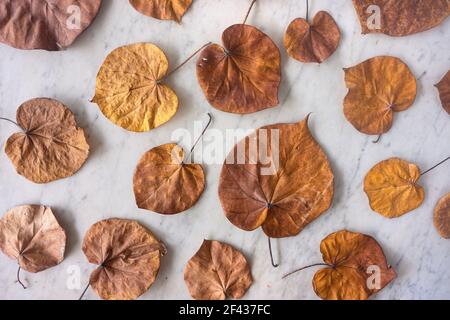 Feuilles d'automne colorées texturées jaunes et brunes dispersées sur un fond blanc réglable dans une vue moderne et plate de haut en bas. Concept d'automne et d'action de grâce. Banque D'Images