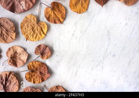 Feuilles d'automne colorées texturées jaunes et brunes dispersées sur un fond blanc réglable dans une vue moderne et plate de haut en bas. Automne et action de grâce concept avec Banque D'Images