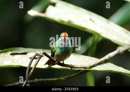 Colibri à queue rousse (Amazilia Tzatcl) perché sur une branche dans un jardin à Mindo, en Équateur Banque D'Images