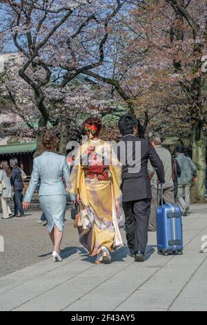 Une femme japonaise élégante vêtue de kimono marche avec un homme portant un costume au sanctuaire Yasukini pour célébrer la saison des cerisiers en fleurs, Tokyo, Japon Banque D'Images