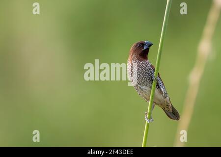 La munia à breasted squameuse ou la munia tachetée (Lonchura punctulata), est un finch de petite taille, originaire de l'Asie tropicale. Banque D'Images