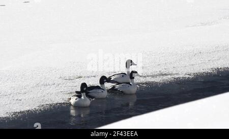 photo d'hiver d'un troupeau de canards de l'oeil-de-lac en train de prendre le vol d'une rivière lamar partiellement gelée dans le parc national de yellowstone, états-unis Banque D'Images