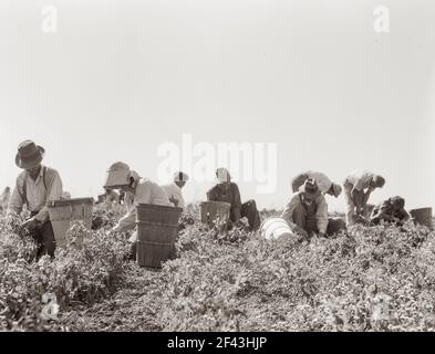 La récolte des pois nécessite de grandes équipes de main-d'œuvre migratrice. Nipomo, Californie. Printemps 1937. Photo de Dorothea Lange. Banque D'Images