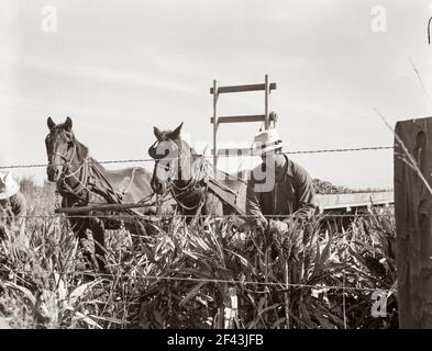 Récolte de maïs milo, comté de Tulare, Californie. Le coût de la récolte par cette méthode totalise dix dollars par acre. Coût de la récolte par moissonneuse coopérative achetée par la Farm Security Administration (FSA) dans ce comté, six dollars par acre. Novembre 1938. Photo de Dorothea Lange. Banque D'Images