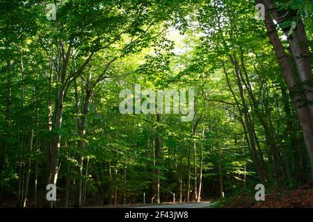 Magnifique auvent d'arbre vert vibrant avec lumière du soleil traversant dans la région boisée, East Hampton, long Island, New York Banque D'Images