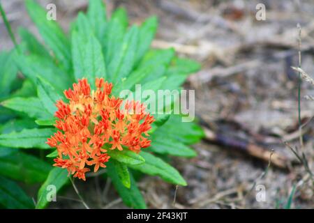 Butterflyweed, Asclepias tuberosa, plante à fleurs sauvages d'orange rouge avec feuilles verrées à East Hampton, long Island, New York Banque D'Images