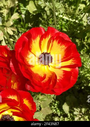 Gros plan de la fleur rouge et jaune Tecolote Ranunculus, Flower Fields, Carlsbad Ranch, nord de San Diego Californie Banque D'Images