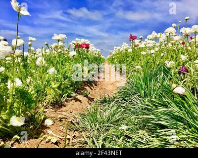 Photo au niveau des yeux de Ranunculus Flower Field Path Against Bright Blue Sky, Carlsbad Ranch, Flower Fields, nord de San Diego, Californie Banque D'Images