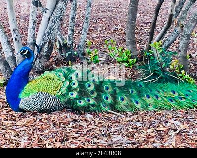 Peacock mâle couché dans une zone boisée Banque D'Images