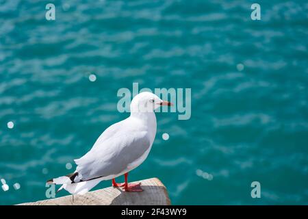 Mouette à bec rouge debout sur le poteau contre fond turquoise défoqué de la mer. Banque D'Images