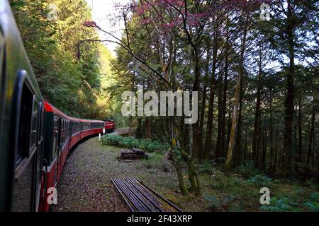 Train forestier sur chemin de fer dans l'aire de loisirs de la forêt nationale d'Alishan, situé dans le canton d'Alishan, Chiayi, TAÏWAN Banque D'Images