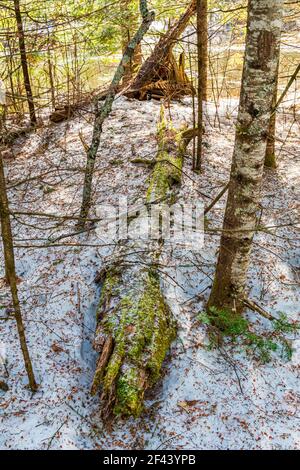 Egan Chutes conservation Area Haliburton County Bancroft Ontario Canada in hiver Banque D'Images