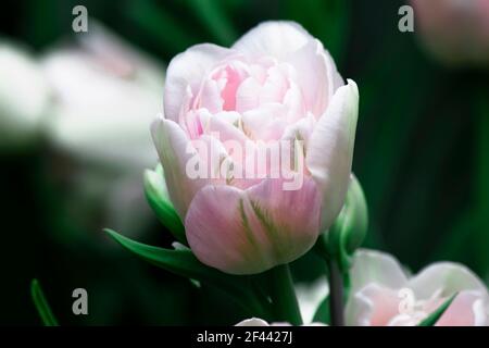 Tulipe rose doucement sur un fond vert sombre dans un jardin de tulipes au printemps dans la nature Banque D'Images