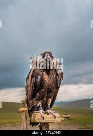 Vautour de Cinereous perchée à la périphérie d'Ulaanbataar, Mongolie. Juillet 2018. Banque D'Images