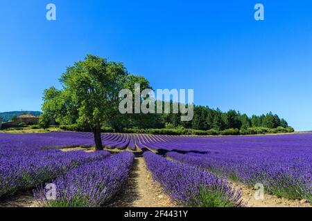 Champs de lavande violets parfumés. Vacances d'été. Banque D'Images