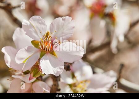 Fleurs d'amandiers en gros plan. Banque D'Images
