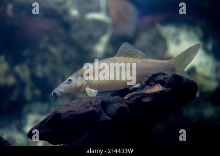 TIGER LOACH ou Botia helodes pêcher dans l'aquarium de thaïlande Banque D'Images