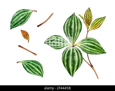 peperomia aquarelle. Ensemble de feuilles avec rayures et tige. Plante verte exotique isolée sur blanc. Illustrations détaillées peintes à la main. Botanique réaliste Banque D'Images