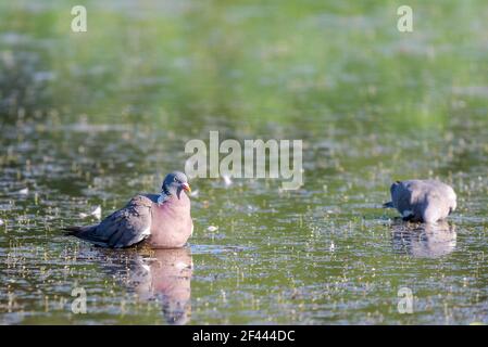 Pigeon de bois sauvage ou Palumbus de Columba dans l'eau de l'étang. Banque D'Images
