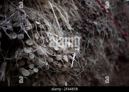 Les bâtons de jute séchés sont empilés. Il s'agit d'une image en gros plan. Contient une ancienne image. Une belle texture. Banque D'Images