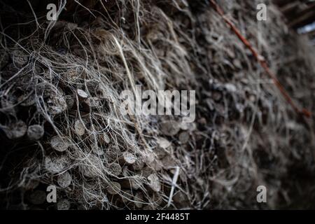 Les bâtons de jute séchés sont empilés. Il s'agit d'une image en gros plan. Contient une ancienne image. Une belle texture. Banque D'Images