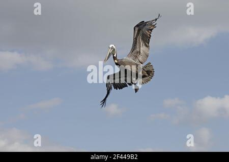 Pélican brun prépare à plonger plongée (Pelecanus occidentalis) Sanibel Island, Floride, USA BI001174 Banque D'Images