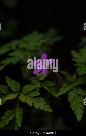 La petite fleur, Geranium robertianum, communément connue sous le nom de Herb-Robert, Red Robin, Fox géranium ou Roberts Geranium, est une espèce commune de cranesbill. Banque D'Images