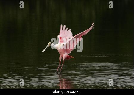 Rosalette Spoonbill débarquant dans la lagune de mangrove (Ajaia ajaja) Ding Darling NWR, floride, Etats-Unis BI001526 Banque D'Images