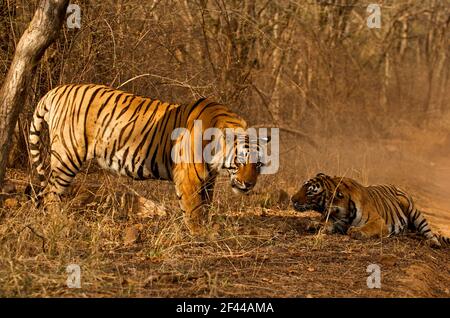 Deux tigres du Bengale royal, une femme après le combat, parc national de Ranthambore, réserve naturelle, Ranthambhore, Sawai Madhopur, Rajasthan, Inde, Asie Banque D'Images